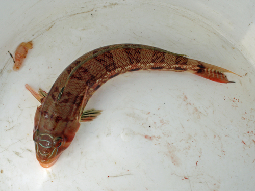 Barfaced grubfish (Parapercis nebulosa) — Pinguipedidae — 3