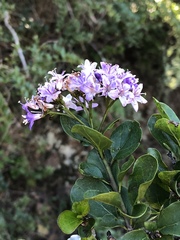Ehretia rigida rigida