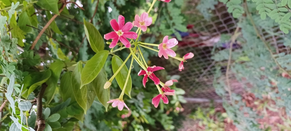 Foto de Madressilva