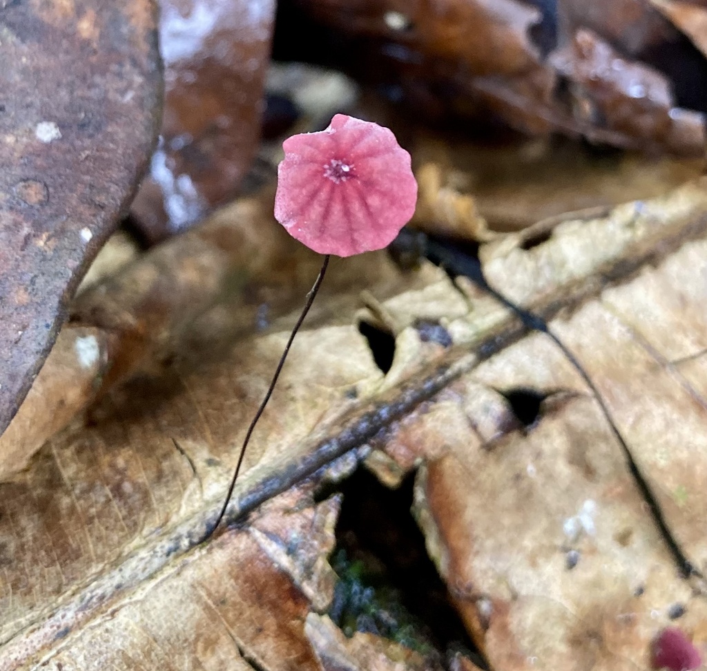 Marasmius haematocephalus · December 2023 · photo: © crawfordaj (iNaturalist, cc0)