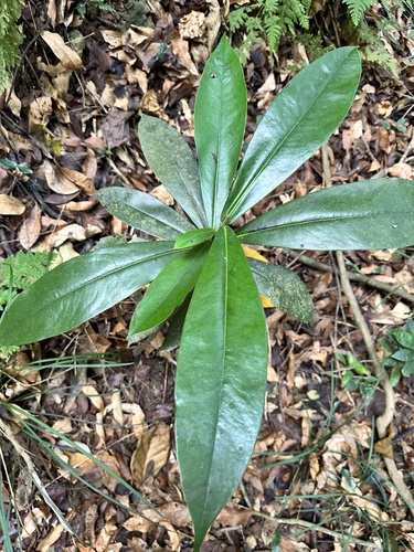 Foto de Caqui
