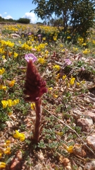 Orobanche sanguinea