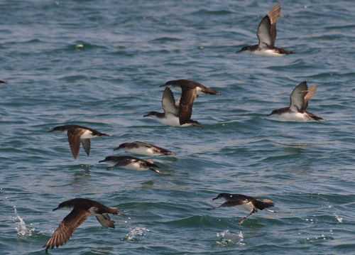 Pardela mediterránea (Puffinus yelkouan)