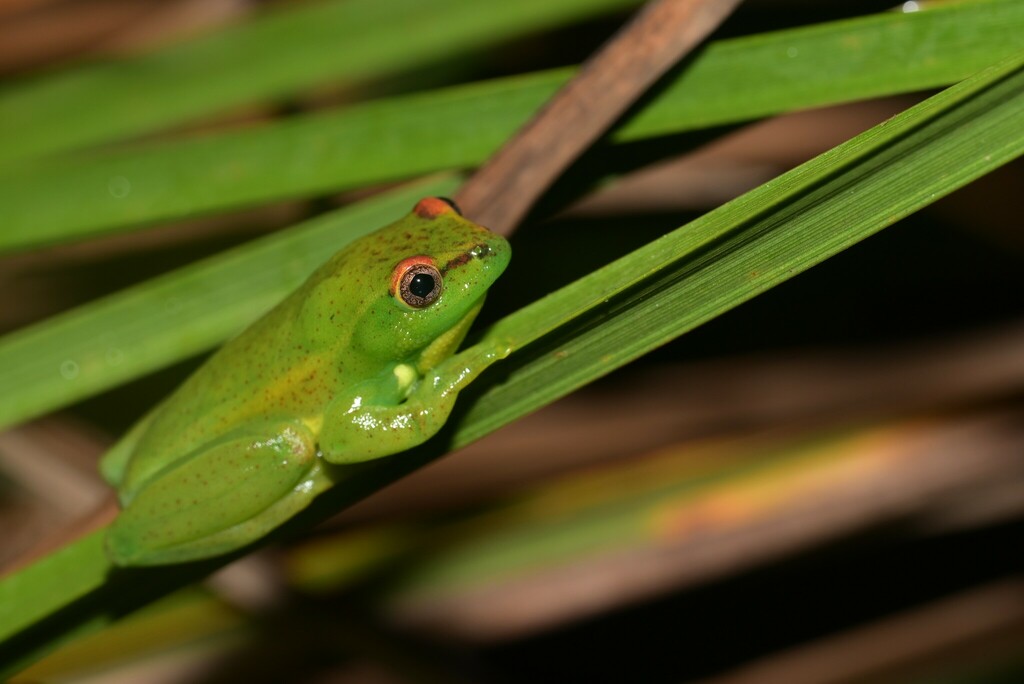 Mette's Reed Frog