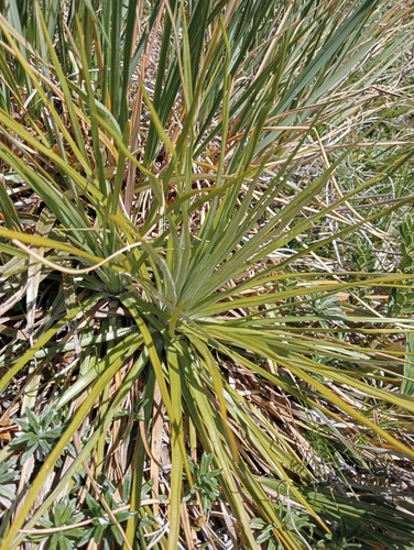 Image of Celmisia lyallii by (c) John Barkla, some rights reserved (CC BY)