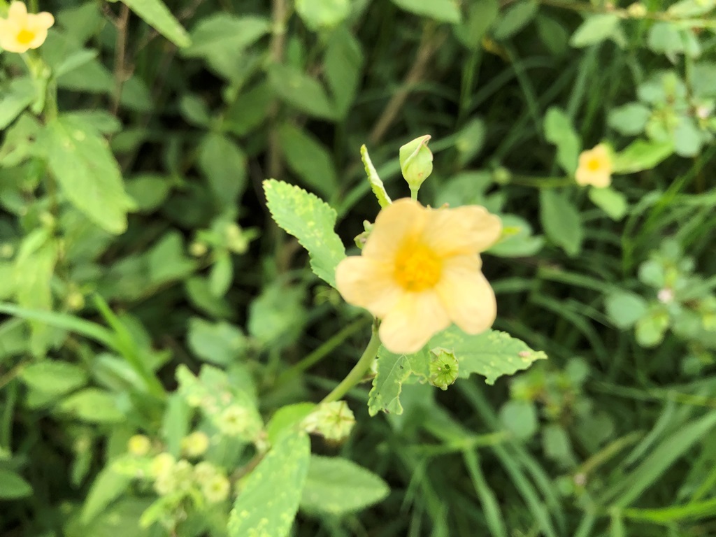 Imagem de Malva-branca