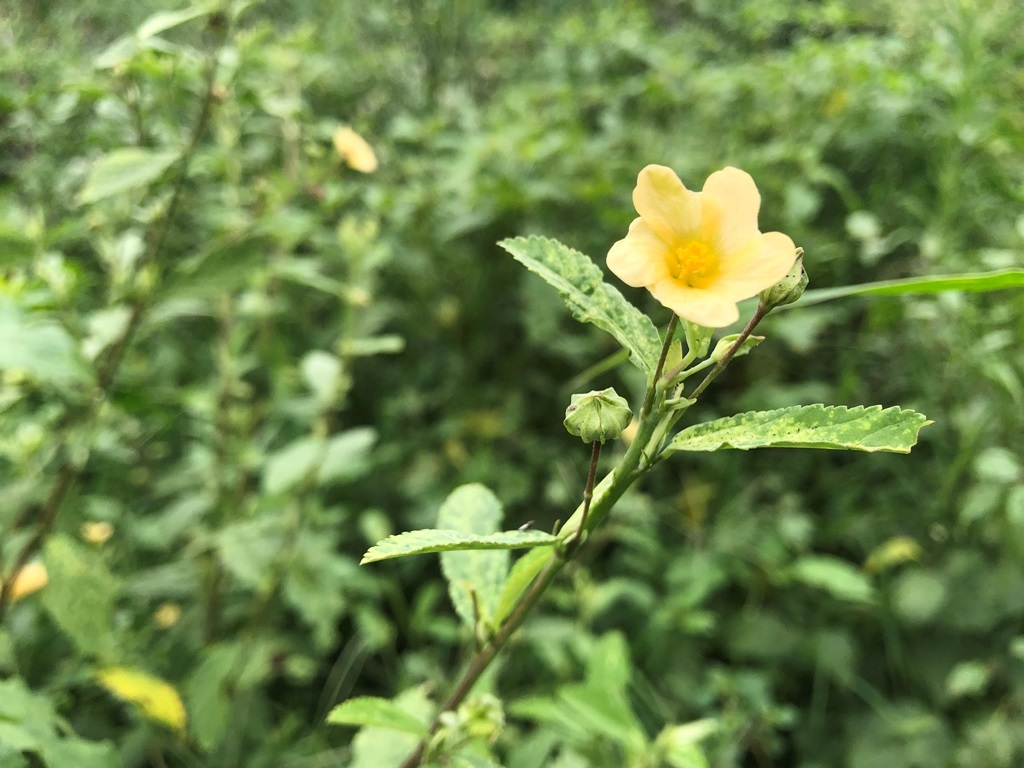 Imagem de Malva-branca
