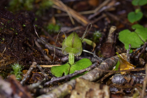 Image of Corybas walliae by (c) Christopher Stephens, some rights reserved (CC BY-SA)