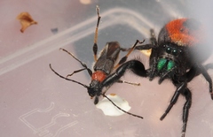 Callimoxys fuscipennis