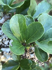 Ehretia rigida rigida