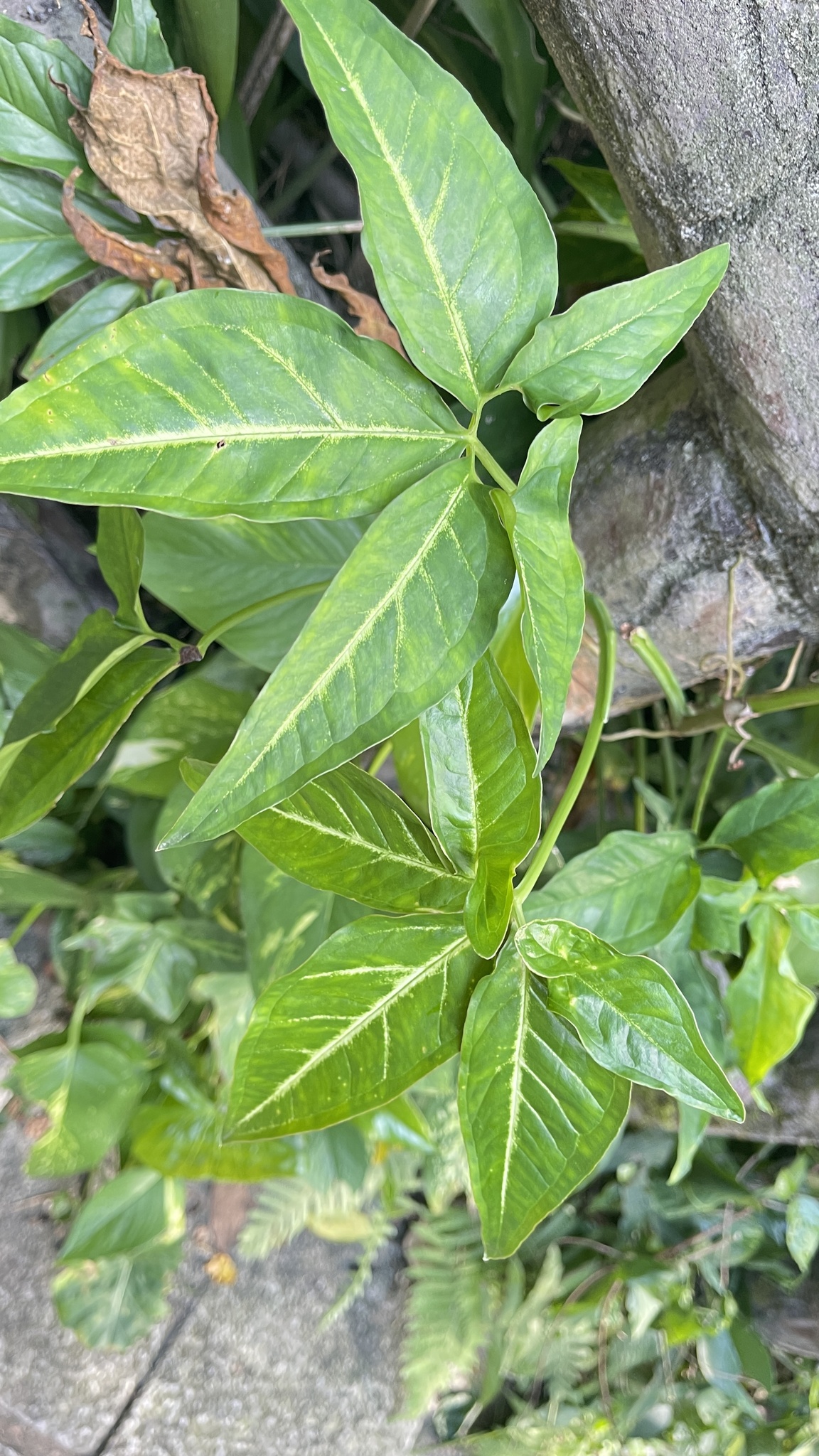 Imagem de Língua-de-cobra