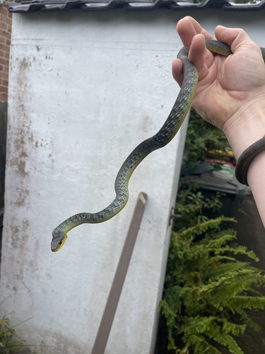 Common Tree Snake sighting