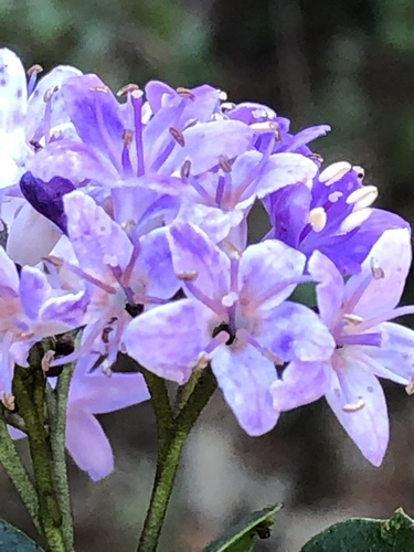 Ehretia rigida (Ehretia rigida)