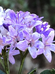 Ehretia rigida rigida