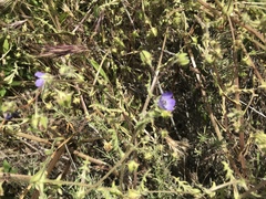 Pholistoma auritum auritum