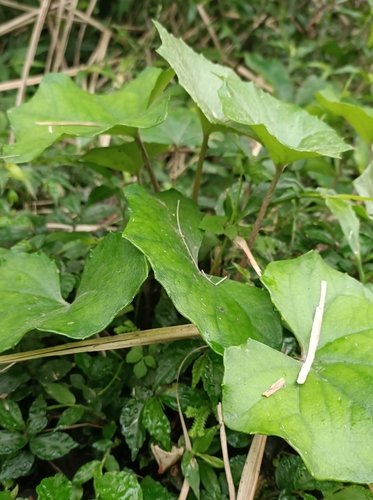 Foto de Tanchagem