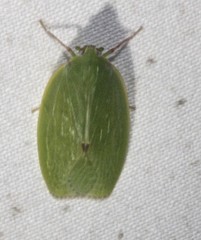 Anabunda murrayfletcheri