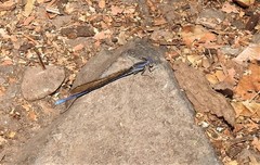 Argia fumipennis