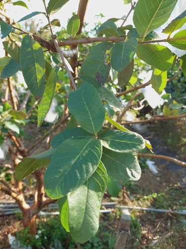 Goiabeira