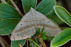 Scotopteryx