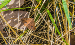 Hemeroplanis scopulepes