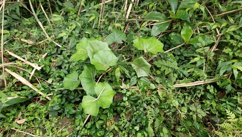 Foto de Tanchagem
