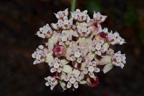 Image of Asclepias michauxii by (c) Brian Finzel, some rights reserved (CC BY-SA)