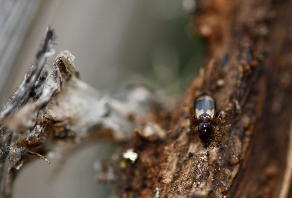 Metadromius