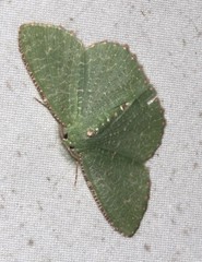 Eucyclodes metaspila