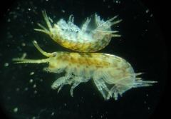 Amphipoda