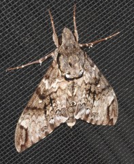 Psilogramma menephron