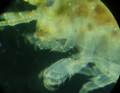 Amphipoda