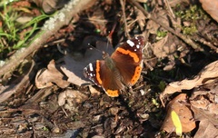 Vanessa atalanta