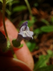 Scutellaria tuberosa
