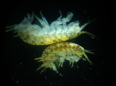 Amphipoda