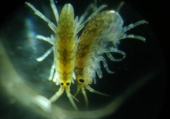Amphipoda