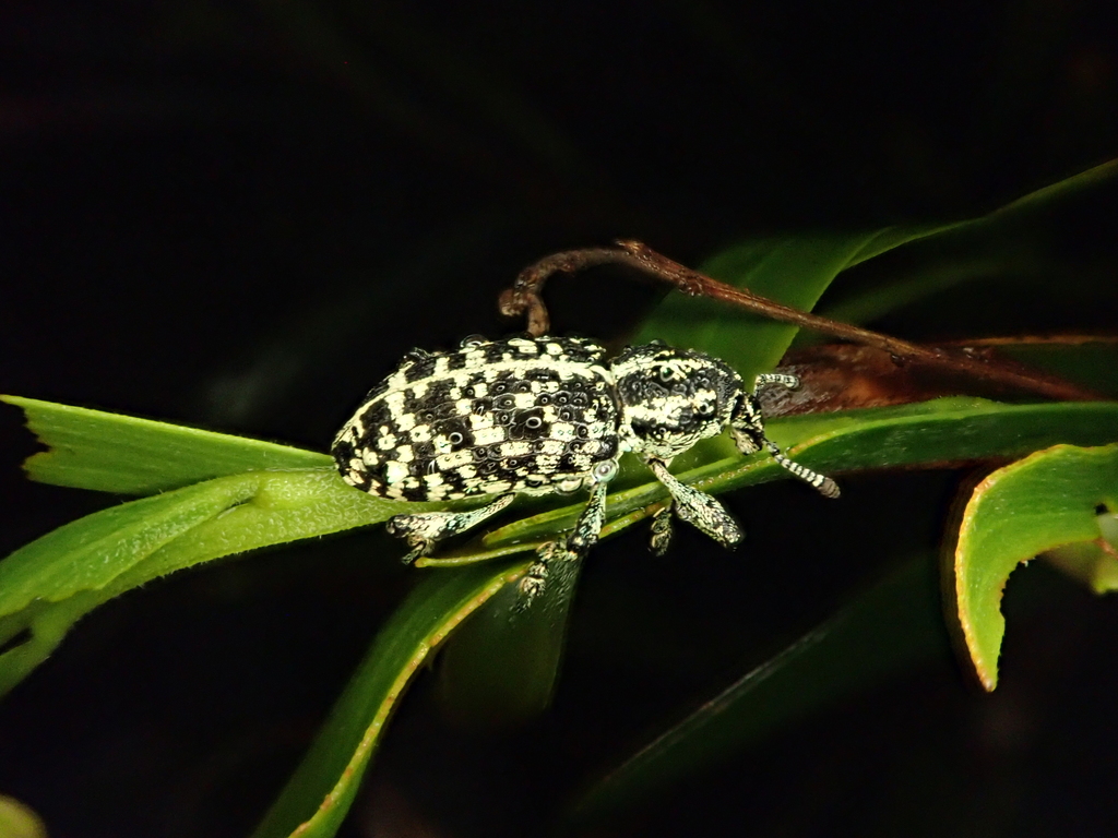 Botany Bay Diamond Weevil from Cypress-pine campground Boonoo Boonoo ...