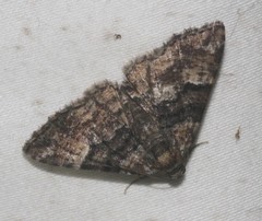 Aporoctena scierodes