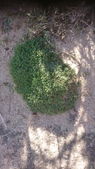 Limonium obtusifolium