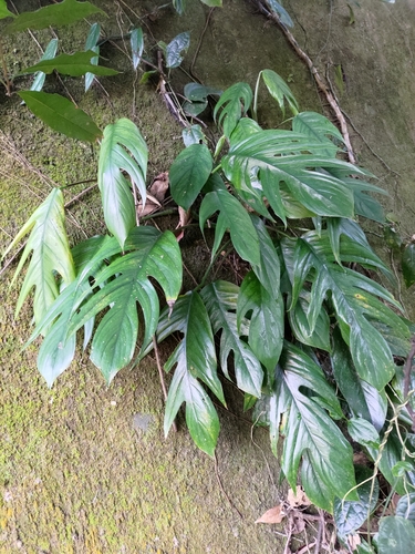 Jiboia