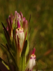 Castilleja densiflora
