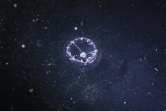 Mitrocomella polydiademata image