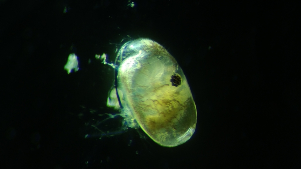 Myodocopa