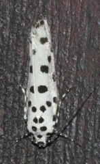 Ethmia clytodoxa