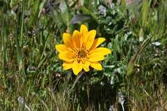 Wyethia angustifolia