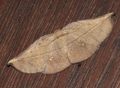 Xenomusa metallica
