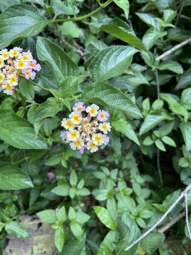 Foto de Cambará