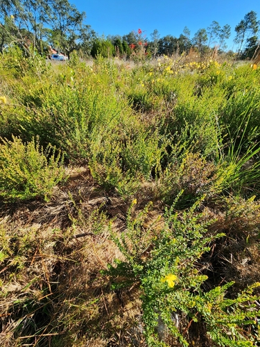 Image of Hypericum microsepalum by (c) Scott Allen Davis, some rights reserved (CC BY)