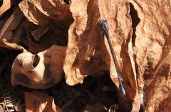 Argia fumipennis