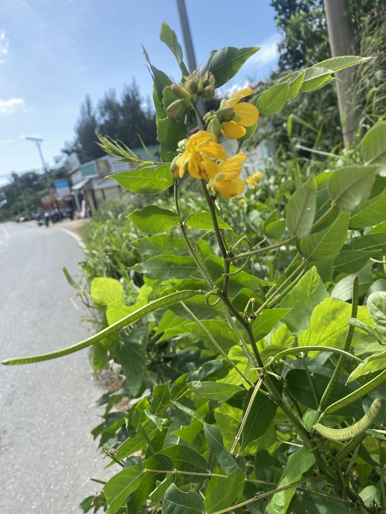 Foto de Fedegoso